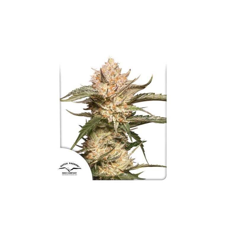 Auto Trichome and Cream by Dutch Passion Seeds – Dairy – Indoor – Super Strength – image 1 – Seed City