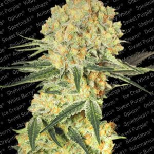 Sweet – Female seeds – Indoor-friendly – Auto Wappa strain – image 1 – from Paradise Seeds via Seed City