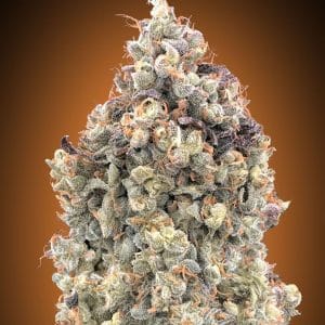 Auto Watermelon OG cannabis seeds – Guaranteed female plants – Mostly Indica – Super Strength – image 1 from Seed City