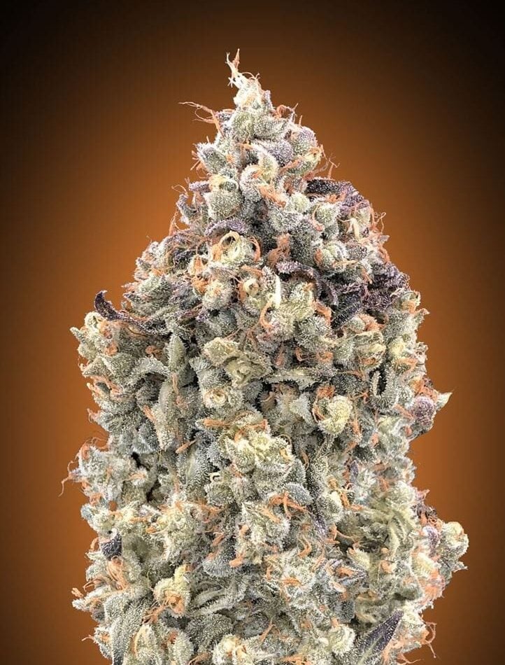 Auto Watermelon OG cannabis seeds – Guaranteed female plants – Mostly Indica – Super Strength – image 1 from Seed City