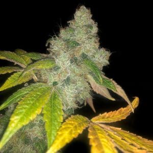 Auto Wedding Cake