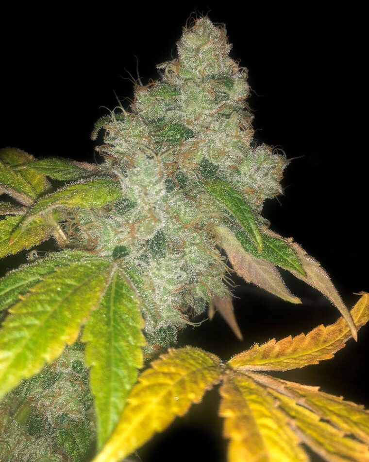 Auto Wedding Cake cannabis seeds – Auto-Flowering – Indica-heavy – Feminized – image 1 from Seed City