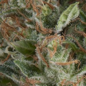 Good for outdoor grow – Sweet – Short (up to 80cm) – Auto Wembley strain – image 1 – from Pyramid Seeds via Seed City