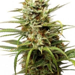 Guaranteed female plants – Relaxing – Piney – Auto White Widow strain – image 1 – from Dutch Passion Seeds via Seed City