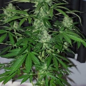 Image 1 of Auto White Widow cannabis by Lowlife Seeds – Mostly Indica – Outdoor cultivation – Auto-Flowering – Seed City