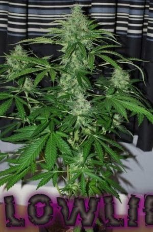 Auto White Widow
