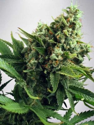 Auto White Widow