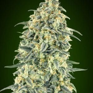 Auto-Flowering – Guaranteed female plants – Indoor – Auto White Widow XXL strain – image 1 – from OO Seeds via Seed City