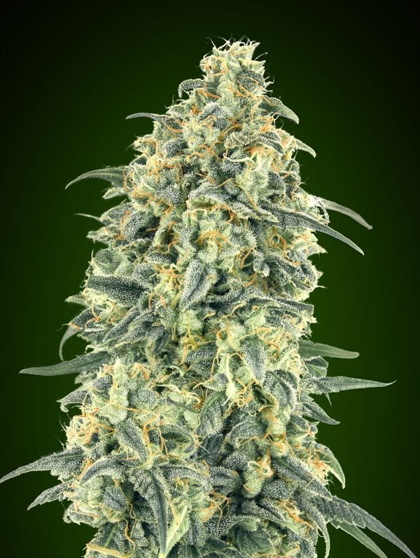 Auto-Flowering – Guaranteed female plants – Indoor – Auto White Widow XXL strain – image 1 – from OO Seeds via Seed City