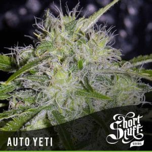 50% Indica/50% Sativa – Citrus – Auto-Flowering – Auto Yeti strain – image 1 – from Short Stuff Seeds via Seed City