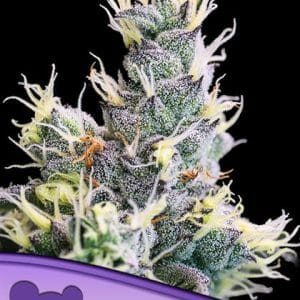 Auto Yuhbary by Anesia Seeds – Fruity – Suited for indoor growing – Guaranteed female plants – image 1 – Seed City