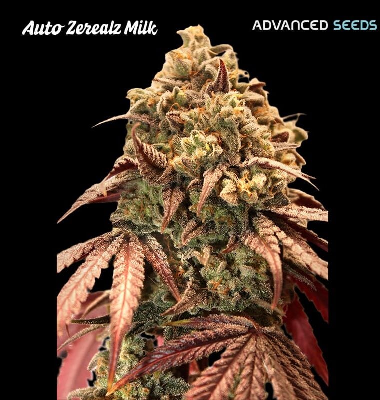 Auto Zerealz Milk cannabis seeds – Super Strength – Auto-Flowering – Short (up to 80cm) – image 1 from Seed City