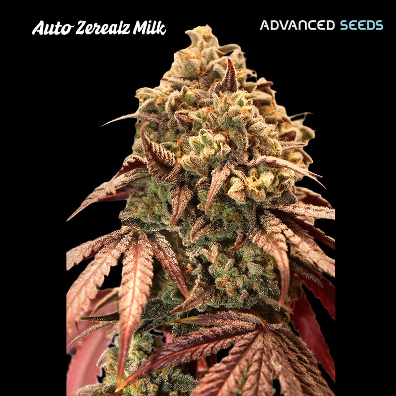 Auto Zerealz Milk cannabis seeds – Super Strength – Auto-Flowering – Short (up to 80cm) – image 1 from Seed City