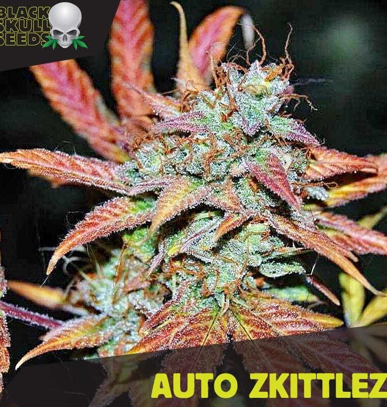 Image 1 of Auto Zkittlez cannabis by Blackskull Seeds – Grape – Mostly Indica – Auto-Flowering – Seed City