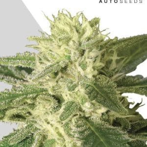 Auto-Flowering – Short (up to 80cm) – Outdoor cultivation – Auto #1 strain – image 1 – from Auto Seeds via Seed City