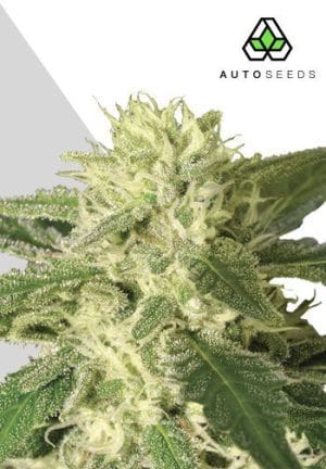 Auto #1