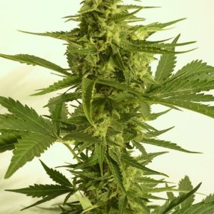 Auto Critical HOG by TH Seeds – Indoor-friendly – Indica Dominant – Guaranteed female plants – image 1 – Seed City