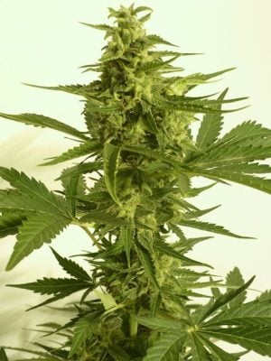 Auto Critical HOG