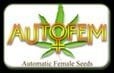 Autofem Seeds