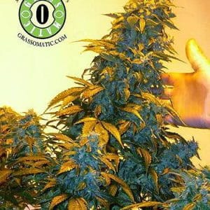 Auto AK by Grassomatic Seeds – Female seeds – Indoor – Mostly Sativa – image 1 – Seed City