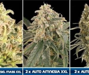 Automatic Collection 1 by Advanced Seeds – Relaxing – Orange – Outdoor – image 1 – Seed City