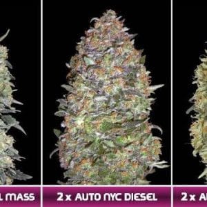 Automatic Collection 3 cannabis seeds – Short (up to 80cm) – Auto-Flowering – Female seeds – image 1 from Seed City