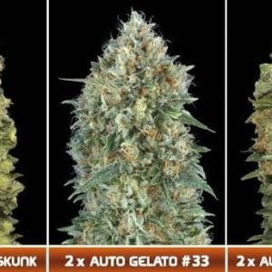 Automatic Collection 4 cannabis seeds – Large yield – Spicy – Anxiety – image 1 from Seed City