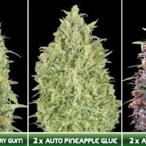 Automatic Collection 5 cannabis seeds – Strawberry – Resistant to Pests – Relaxing – image 1 from Seed City