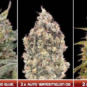 Automatic Collection 7 cannabis seeds – Female seeds – Auto-Flowering – Short (up to 80cm) – image 1 from Seed City
