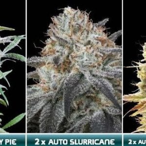 Automatic Collection 6 cannabis seeds – Sweet – Short (up to 80cm) – Relaxing – image 1 from Seed City