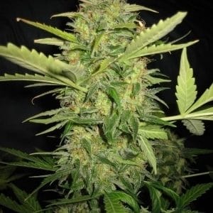 Automatic Lemon Skunk from Lowlife Seeds