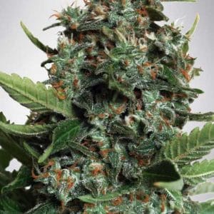 Auto-Flowering – Indoor – Mostly Indica – Autopilot XXL strain – image 1 – from Ministry of Cannabis via Seed City