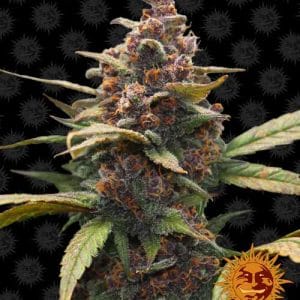 Large yield – 12/12 Photoperiod – Insomnia – Ayahuasca Purple strain – image 1 – from Barneys Farm Seeds via Seed City