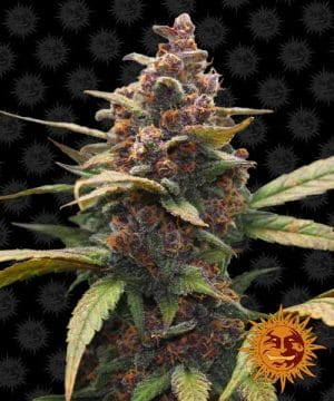 Ayahuasca Purple