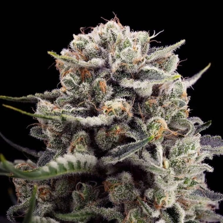 B45 by Booba cannabis seeds – Feminized – Earthy – Tall (140cm plus) – image 1 from Seed City