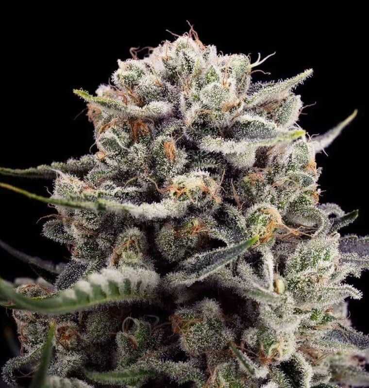 B45 by Booba cannabis seeds – Feminized – Earthy – Tall (140cm plus) – image 1 from Seed City