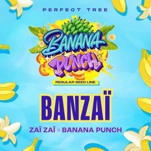 BANZAÏ from Perfect Tree Seeds