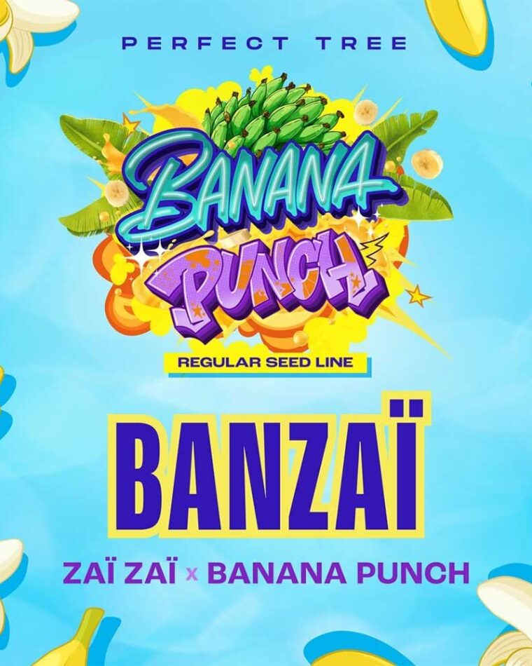 BANZAÏ from Perfect Tree Seeds