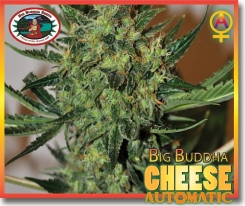 Cheese Automatic cannabis seeds – Suited for indoor growing – Cheese – Auto-Flowering – image 8 from Seed City