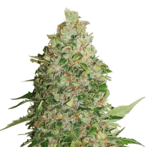 BCN Critical XXL from Seed Stockers