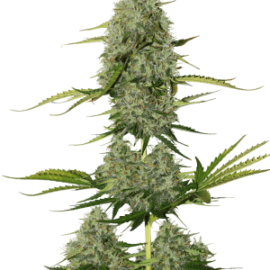BCN Critical XXL Autoflower from Seed Stockers
