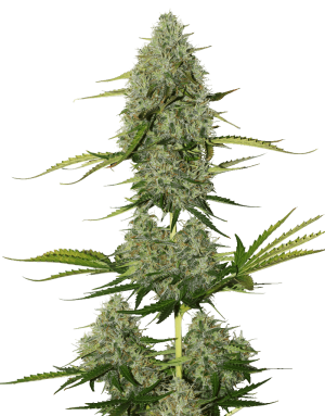 BCN Critical XXL Autoflower