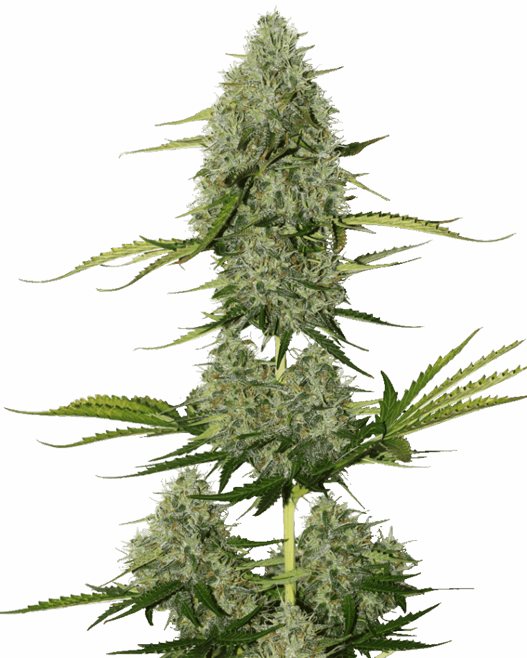 BCN Critical XXL Autoflower from Seed Stockers