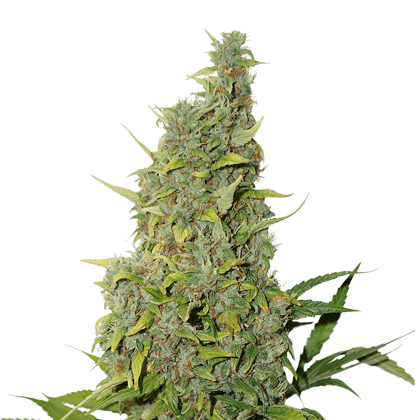 Image 1 of BCN Power Plant cannabis by Seed Stockers – Super Strength – Outdoor – Mostly Sativa – Seed City