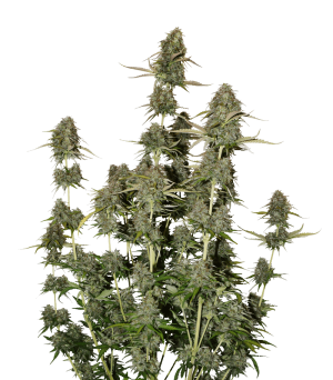 BCN Power Plant Autoflower