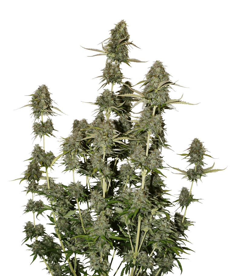 BCN Power Plant Autoflower cannabis seeds – Indoor-friendly – Sweet – Sativa Dominant – image 1 from Seed City