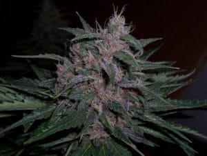 BC Blueberry