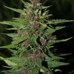 BC Blueberry Auto by Next Generation Seeds – Auto-Flowering – Sweet – Outdoor – image 1 – Seed City