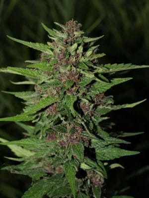 BC Blueberry Auto