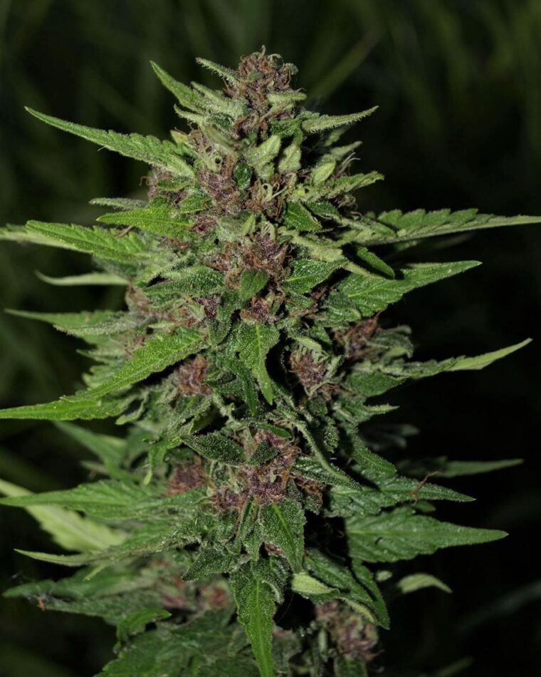 BC Blueberry Auto by Next Generation Seeds – Auto-Flowering – Sweet – Outdoor – image 1 – Seed City